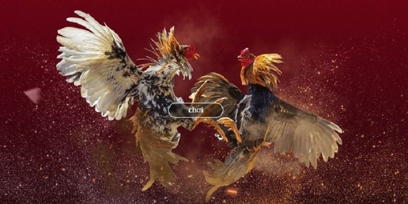 Đá gà trực tiếp hấp dẫn người chơi Đá gà trực tiếp hấp dẫn người chơi