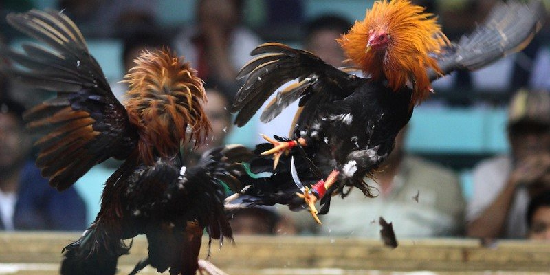 Hoạt động đá gà Philippin bằng cựa dao AE888 là một dạng giải trí thú vị