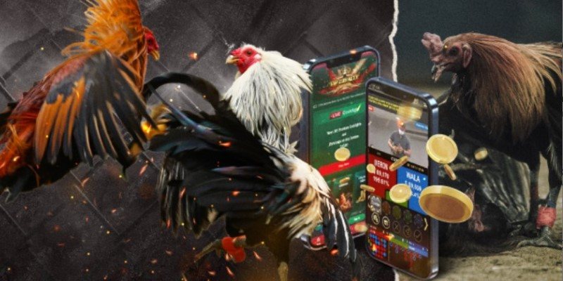 Lưu ý cho tân thủ khi chơi đá gà Thomo Lưu ý cho tân thủ khi chơi đá gà Thomo