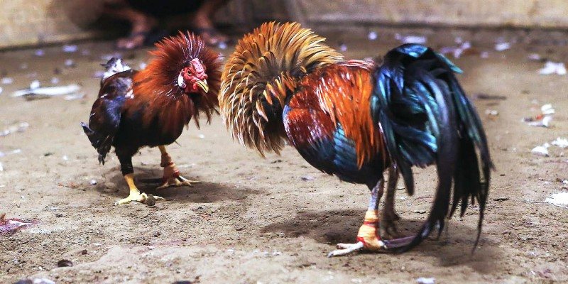 Video đá gà trực tiếp sắc nét, rõ ràng Video đá gà trực tiếp sắc nét, rõ ràng