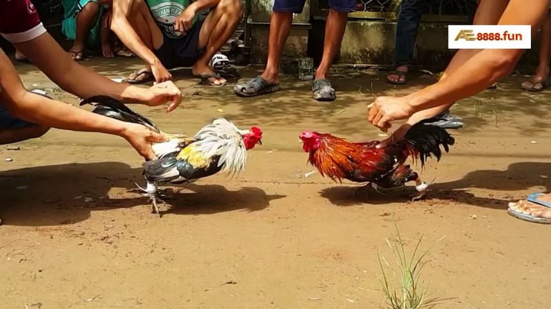 Đá Gà Campuchia được hiểu là các trận đá gà được diễn ra tại đất nước này Đá Gà Campuchia được hiểu là các trận đá gà được diễn ra tại đất nước này