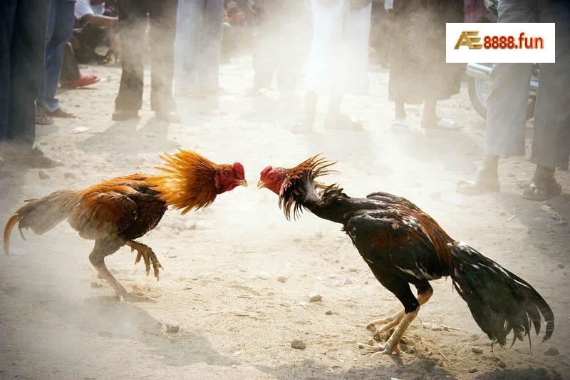 Luật thi đấu và kinh nghiệm cho mỗi trận đấu khi chơi gà cựa sắt Luật thi đấu và kinh nghiệm cho mỗi trận đấu khi chơi gà cựa sắt