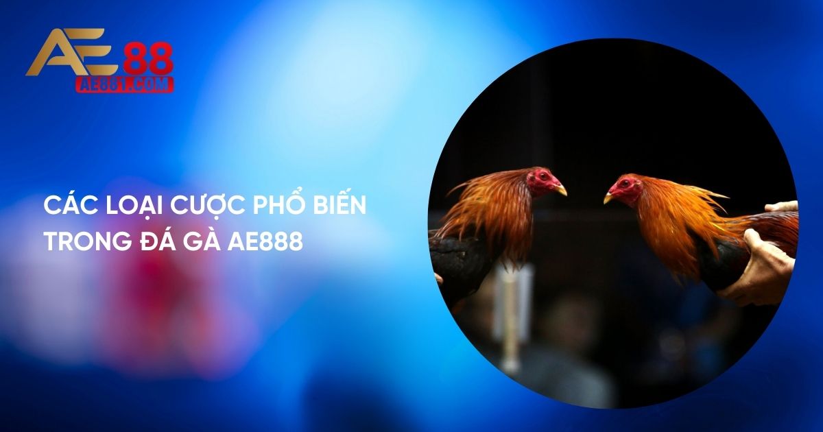 Tổng hợp loại cược phổ biến trong đá gà AE888 Tổng hợp loại cược phổ biến trong đá gà AE888