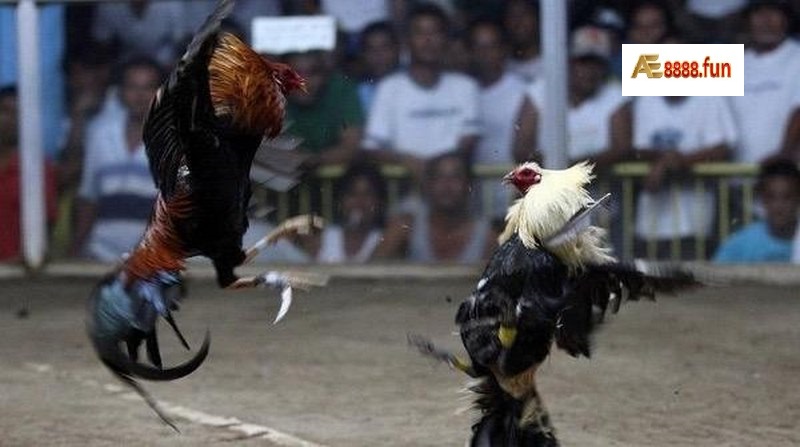 Đá gà cựa dao là gà đá được sư kê gắn cựa dao vào chiếc cựa của chiến kê Đá gà cựa daolà gà đá được sư kê gắn cựa dao vào chiếc cựa của chiến kê
