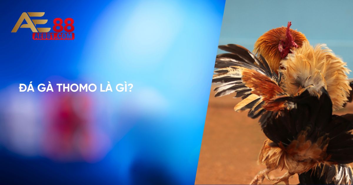 Tìm hiểu ngắn gọn về đá gà thomo là gì? Tìm hiểu ngắn gọn về đá gà thomo là gì?